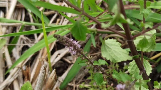 Teucrium hircanicum in the garden