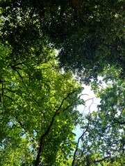sun rays in the forest