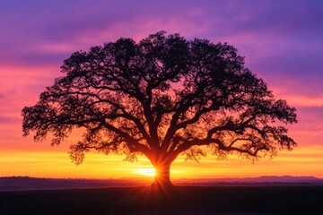 A lone oak tree stands silhouetted against a vibrant sunset with a field in the foreground and rolling hills in the background.