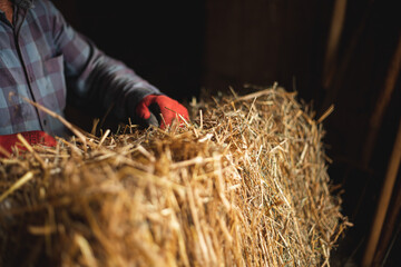Straw in bales. Harvest season. Agricultural industry. © Vella