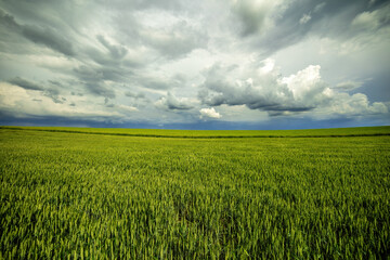 Expansive view of a vibrant green wheat field contrasted by a dramatic stormy sky