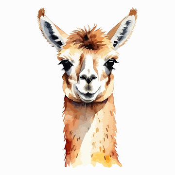 Hand drawn watercolor painting of a cute llama isolated on white background. Farm animals collection vector illustration. 