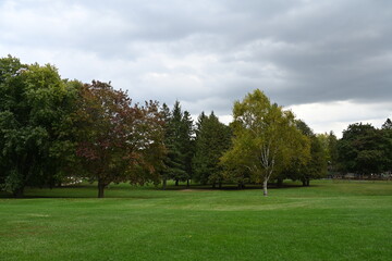 beautiful landscape and autumn and forest