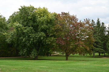 beautiful landscape and autumn and forest