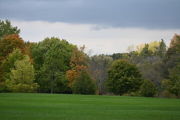 beautiful landscape and autumn and forest