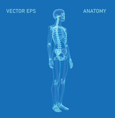 An innovative low-poly wireframe representation of the human figure, showcased against a dynamic blue backdrop. This abstract anatomy design radiates a cutting-edge, futuristic appeal.