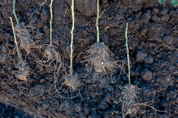 A heavy root ball on a tomato plant is full of compost