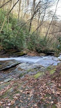stream in the forest