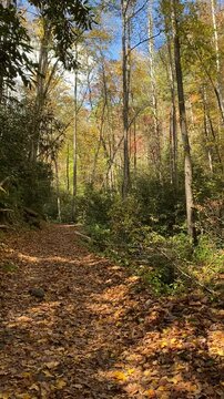 autumn in the forest