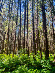 Fototapeta premium Among the Trees