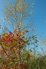 Aster alpinus garden perennial plants with purple flowers. Alpine aster.