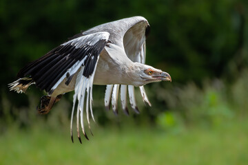 Palm-nut Vulture (Gypohierax angolensis) in Flight