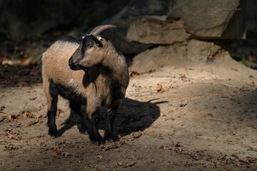 Brown domestic goat with horns in the paddock.
