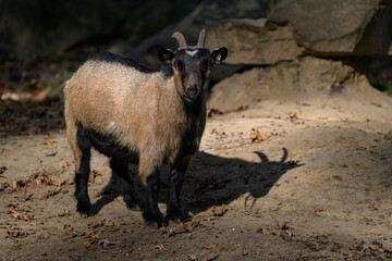 Brown domestic goat with horns in the paddock.
