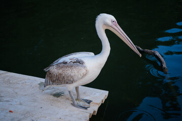Great White Pelican by the Water. Majestic bird on a dock, tranquil scene. Wildlife photography, nature, avian, birdwatching, zoology, animal portrait.