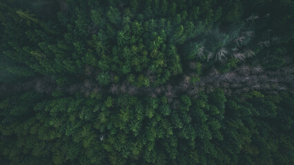 Naklejka premium Forest from above