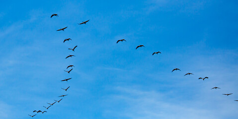 Birds in flight. Flock of cranes returning from warm lands in blue spring sky..