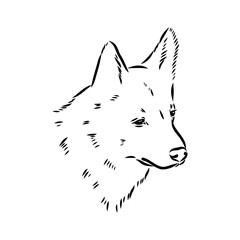norrbottenspets dog, vector sketch dog drawn in full growth by hand sketch