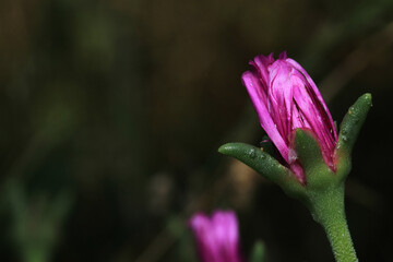 natural pink mirabilis jalapa flower photo