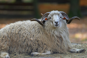 A ram with spinning horns rests on the ground.
