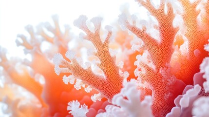 Coral Reef Close-up: Nature's Delicate Beauty