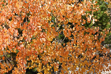Colorful Trees in the Fall