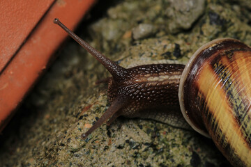 cornu aspersum snail animal macro photo