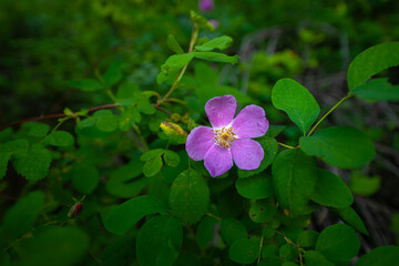 Flowering Wood's Rose (Rosa woodsii)