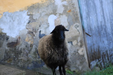 natural black head gray sheep photo