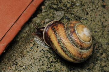 cornu aspersum snail animal macro photo