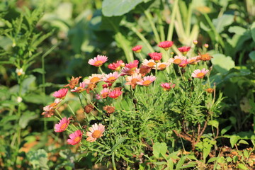 alpine aster purple flower macro photo