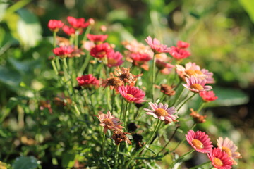 alpine aster purple flower macro photo