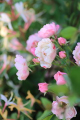 red rose flower macro photo