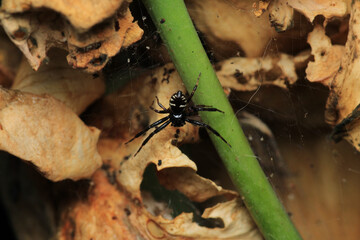 xysticus kochi spider macro photo
