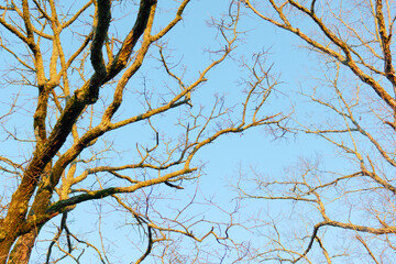 Trees