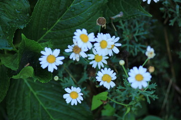 Natural Bellis Perennis Macro Photo © Recep