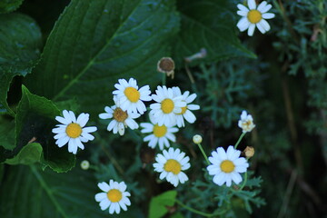Natural Bellis Perennis Macro Photo © Recep
