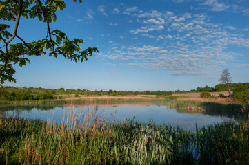 morning landscape of summer forest over the pond