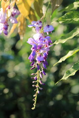 canavalia rosea pink flower macro