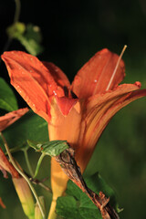 pink lilium lancifolium flower macro