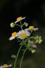 Natural Bellis Perennis Macro Photo © Recep