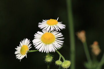 Natural Bellis Perennis Macro Photo © Recep