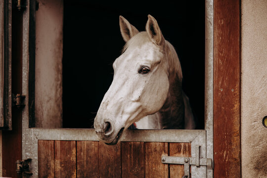 Biały koń wyglądający z boksu