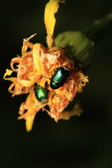 green cryptocephalus insect macro photo