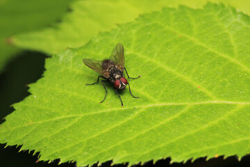 natural eupeodes flower fly photo