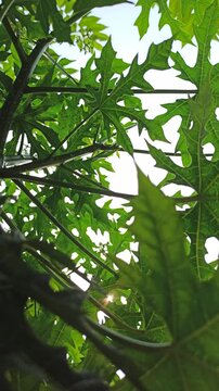 iodine leaves