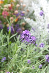 Obraz premium Blossom of Lavender, Lavandula angustifolia, Lavandula officinalis 