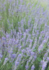 Obraz premium Blossom of Lavender, Lavandula angustifolia, Lavandula officinalis 