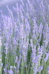 Blossom of Lavender, Lavandula angustifolia, Lavandula officinalis 