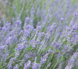 Blossom of Lavender, Lavandula angustifolia, Lavandula officinalis 